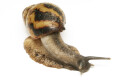Archachatina papyracea adelinae Cameroon adult